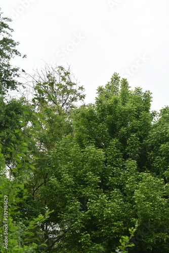 Green forest in summer, beautiful