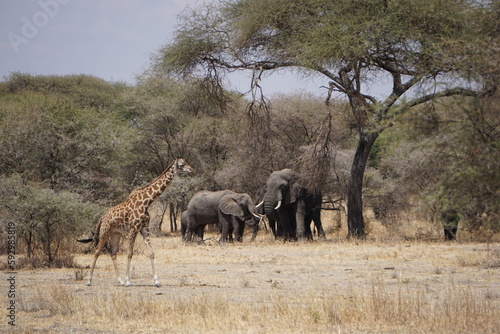 herd of elephants and giraffe © Niklas