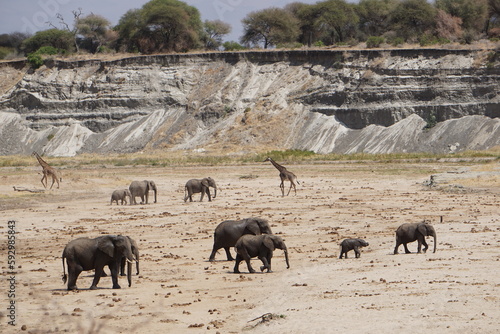 Photography herd of elephants and giraffes
