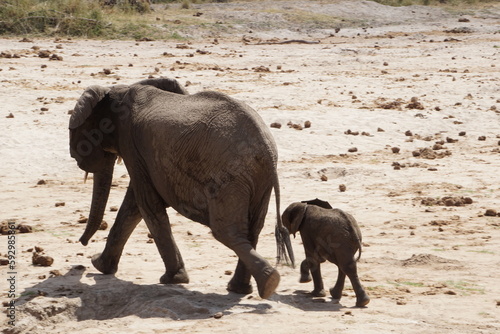 mother and baby elephant