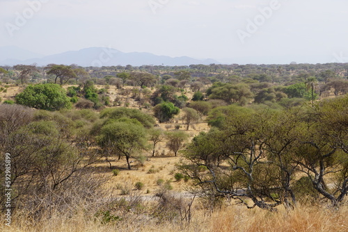 savannah landscape