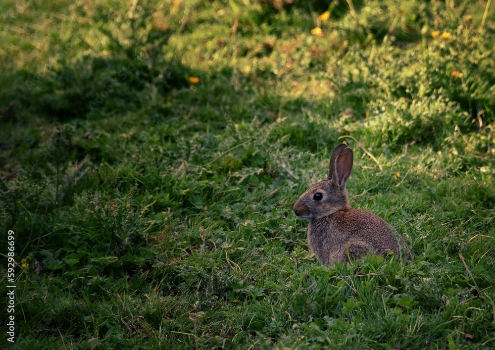 Fototapeta premium Cute European rabbit sitting on the grass during the daytime