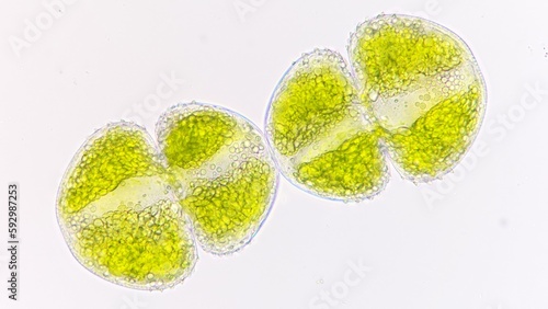Bilde på lerret Asexual reproduction of cosmarium by cell division