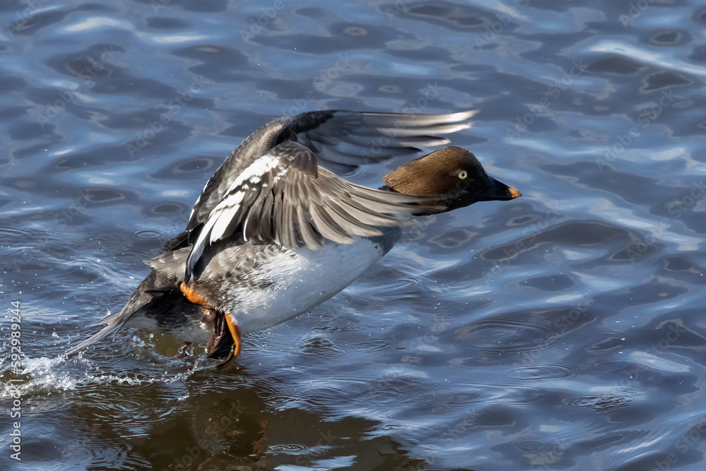 Fototapeta premium Common goldeneye