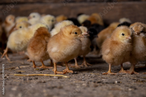 Little chickens at a poultry farm.