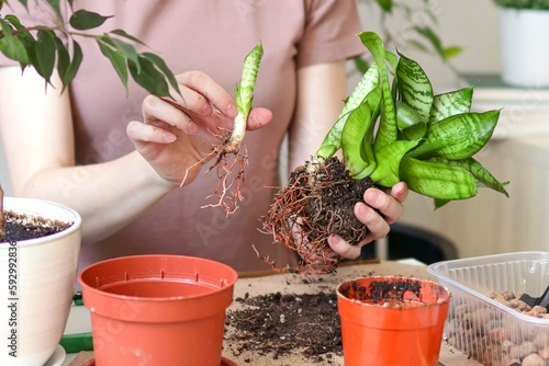 Caring and reproduction for a potted plant, hands close-up. A woman shows the healthy roots of a sansevieria taken from a brown pot.
