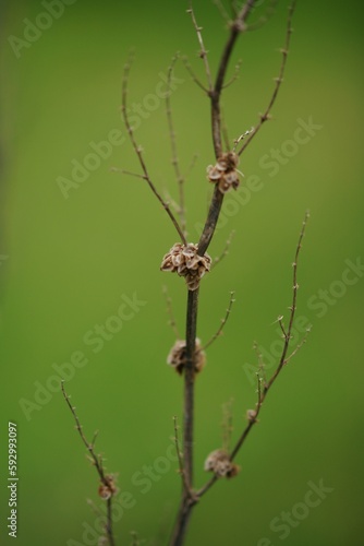 Dry plant bush with thin branches growing on green background.