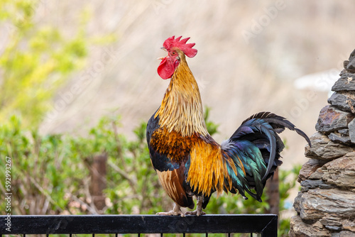 Cock in a farm in Asturias, Spain