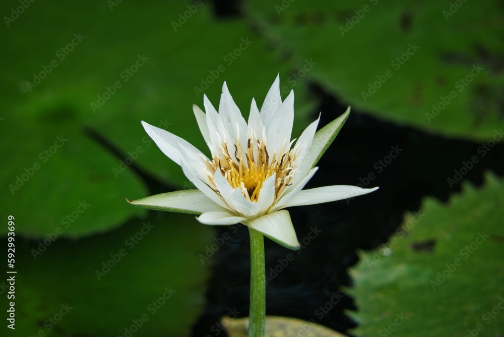 Beautiful closeup of a white water lily flower Beautiful closeup of a white water lily flower