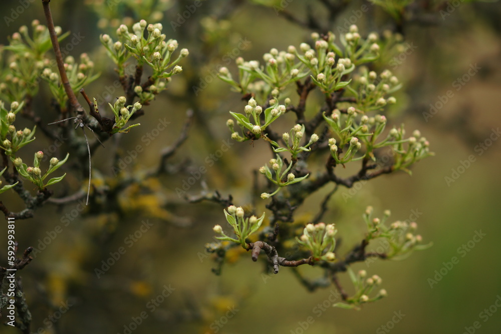 Flowering pear tree branch in spring garden Flowering pear tree branch in spring garden