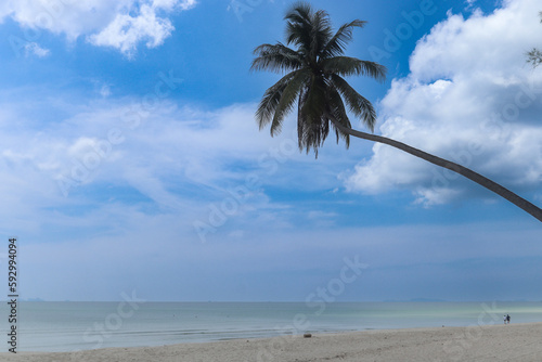 palm trees on the beach