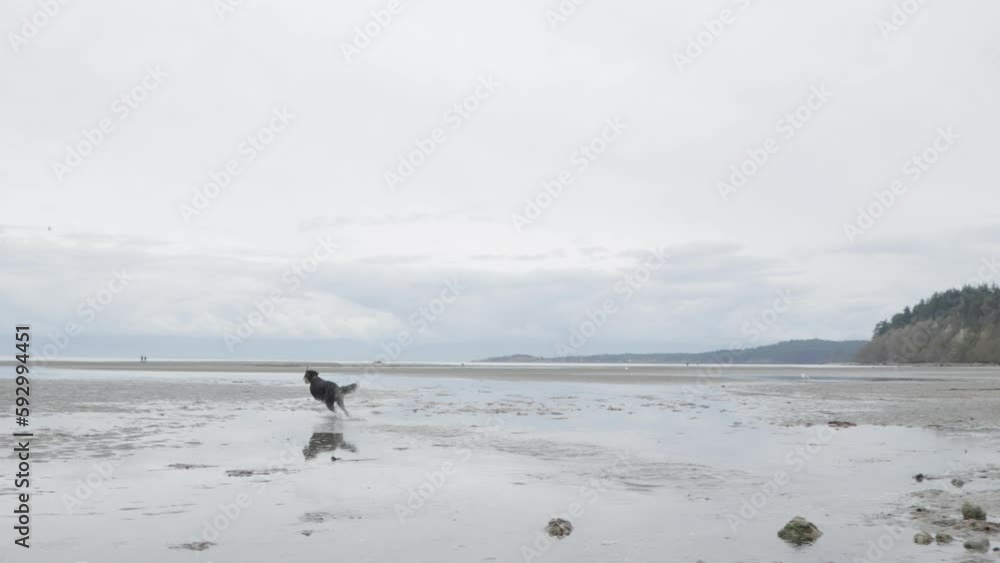 Man playing with dog on beach, beautiful coastline, ocean, West Coast Canada, Vancouver Island. 4K 24FPS. Man playing with dog on beach, beautiful coastline, ocean, West Coast Canada, Vancouver Island. 4K 24FPS.