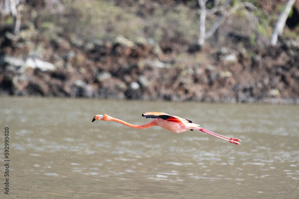 Coming in for landing: The awkward flight of the American flamingo