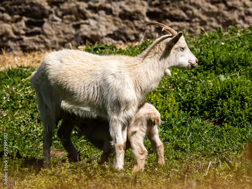 young goats  called kid  in a corral in Asturias  Spain