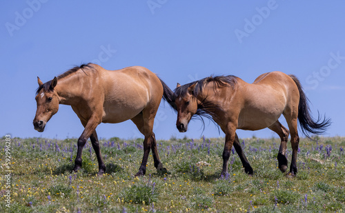 Wild Horses in Summer in the Pryor Mountains Montana © natureguy