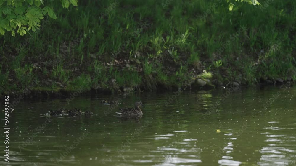 Slow motion mother duck with babies swimming in a pond Slow motion mother duck with babies swimming in a pond