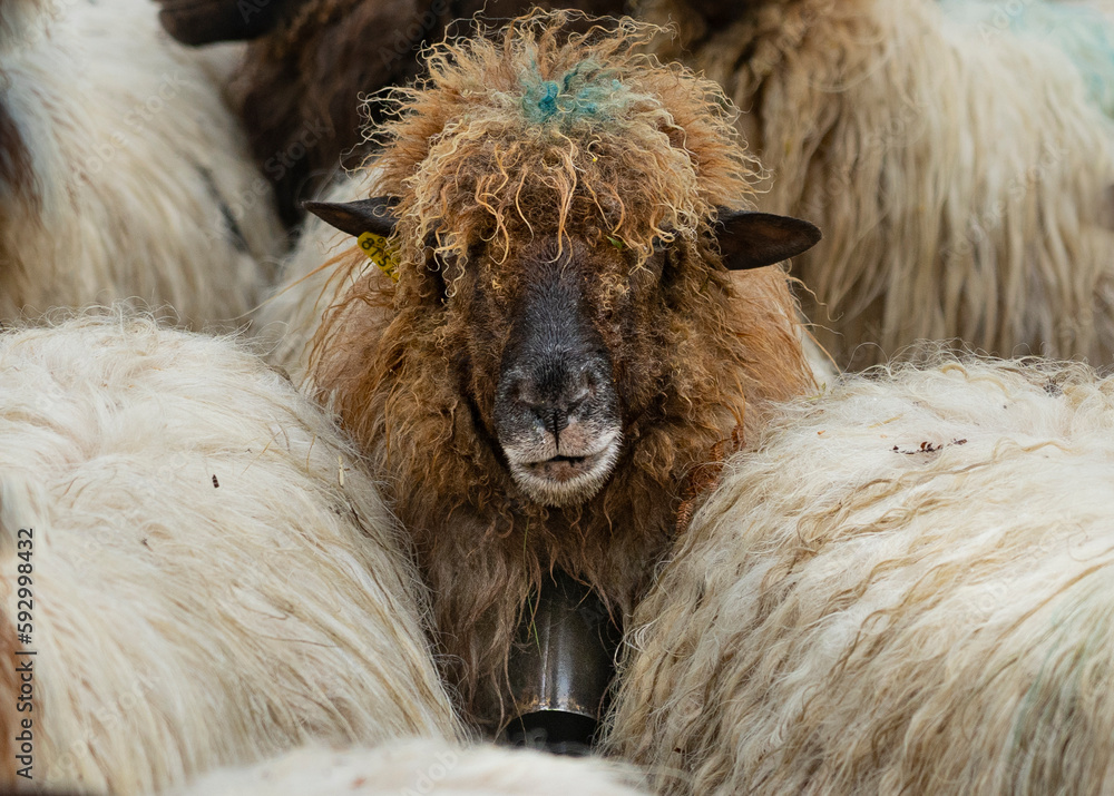 Naklejka premium sheep on the farm