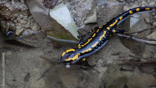 Fire salamander crawling on rocks in a clear stream of water and swimming away photo