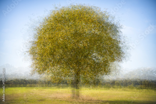 Round and round - Pep Ventosa style tree