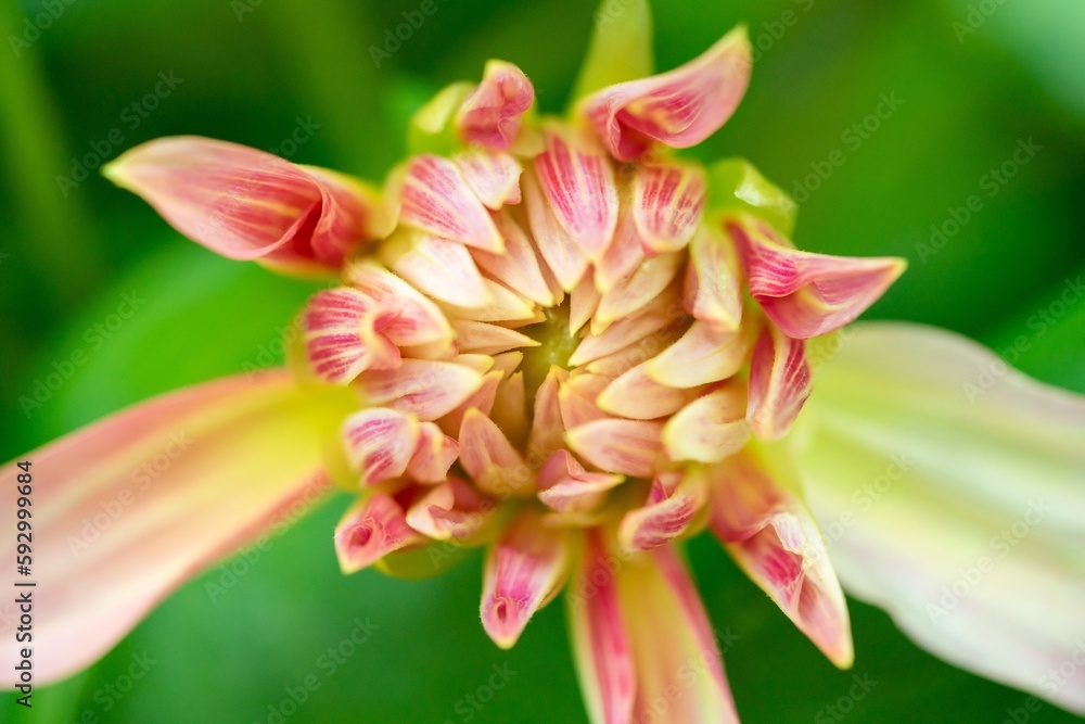 Close-Up Radiant Pink Yellow Dahlia Flower in Macro Photography Close-Up Radiant Pink Yellow Dahlia Flower in Macro Photography