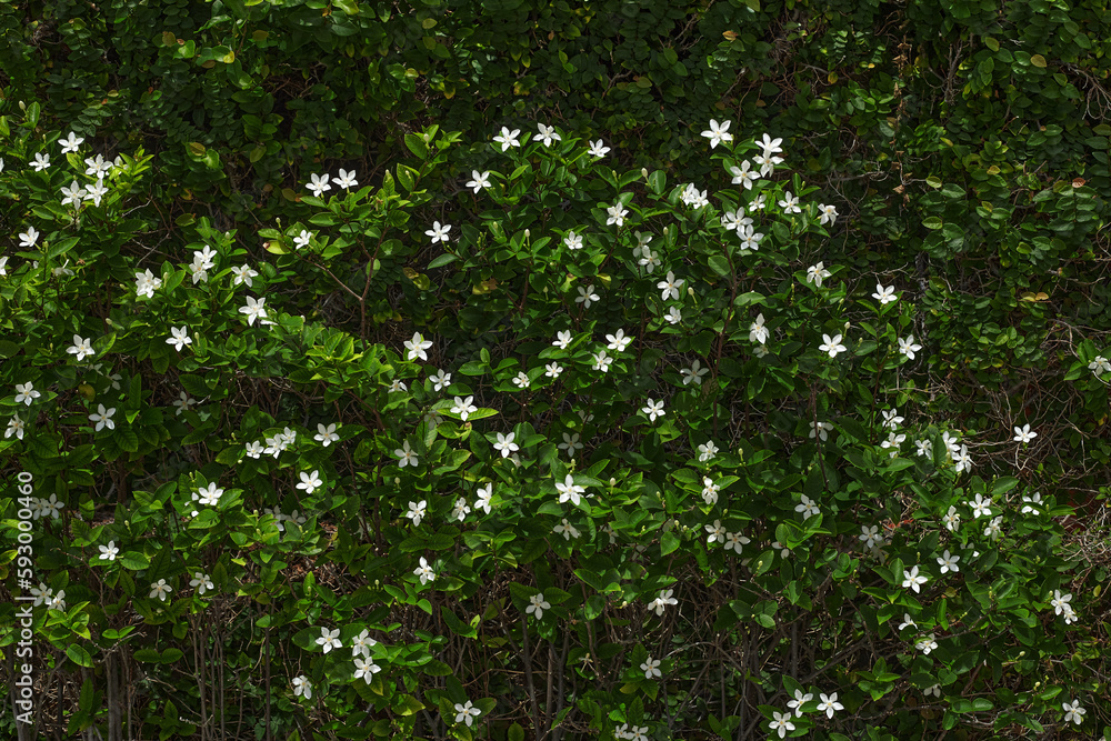 Jasmine flowers wall Jasmine flowers wall