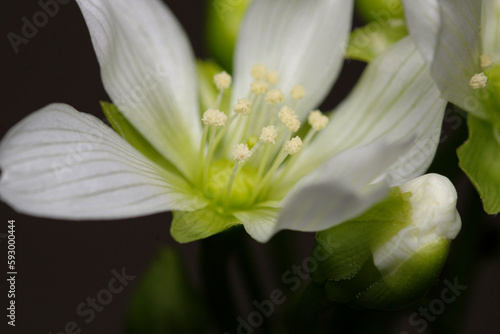 Dionaea muscipula fly trap plant flower