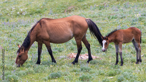Wild Horse Mare and Foal in Summer in the Pryor Mountains Montana © natureguy