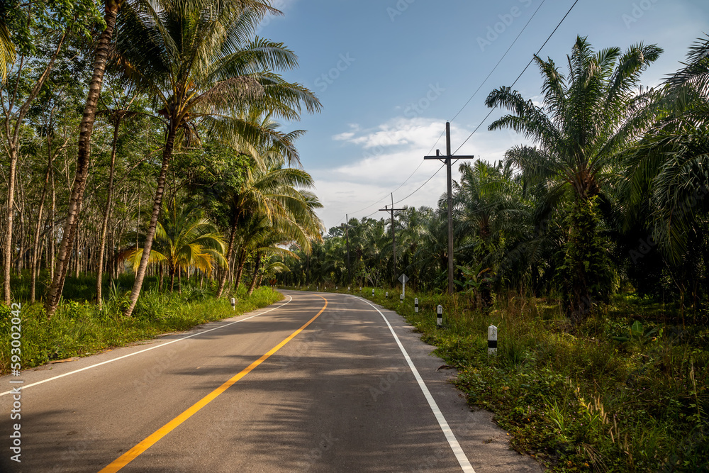 Road through the jungle. Sunny day. Beautiful trees. Road turn. Road through the jungle. Sunny day. Beautiful trees. Road turn.