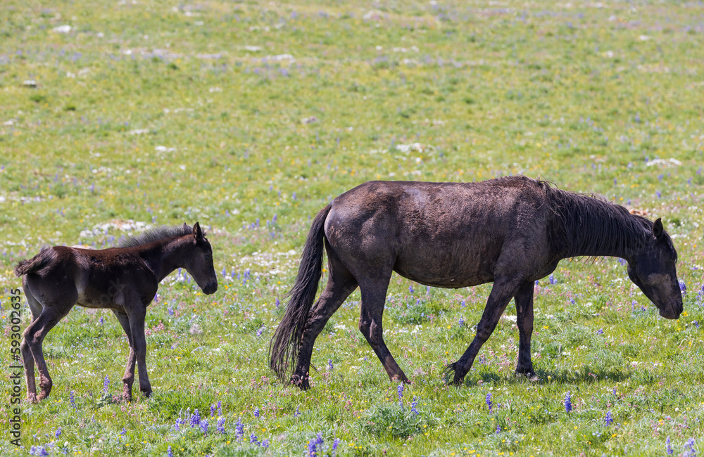 Wild Horse Mare and Foal in Summer in the Pryor Mountains Montana Wild Horse Mare and Foal in Summer in the Pryor Mountains Montana