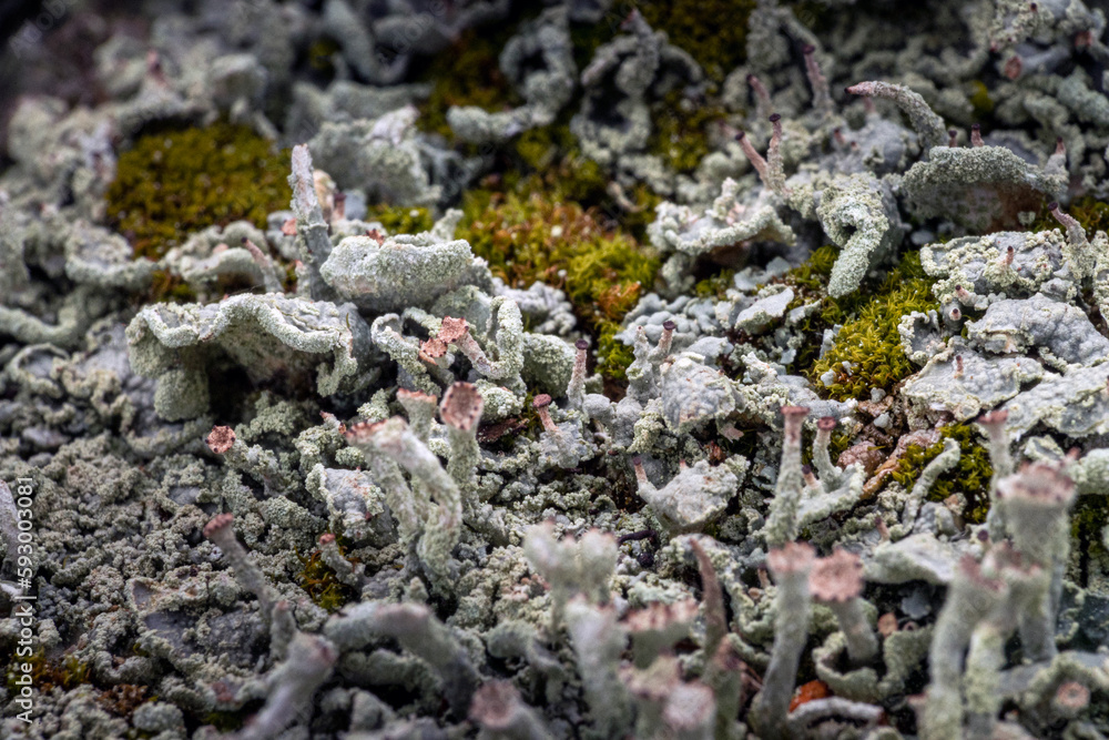 grey lichen on a tree stump grey lichen on a tree stump
