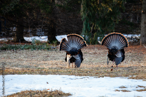 Two wild eastern turkeys (Meleagris gallopavo) displaying and strutting with tail feathers in fan position