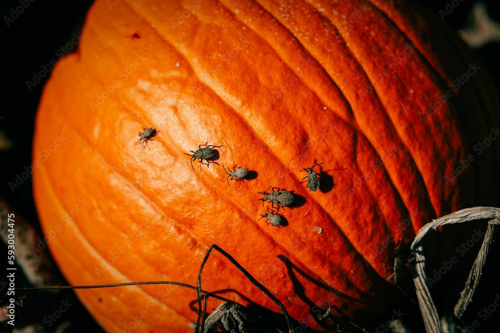 Naklejka premium Closeup shot of an orange pumpkin in the pumpkin patch with several insects walking on it