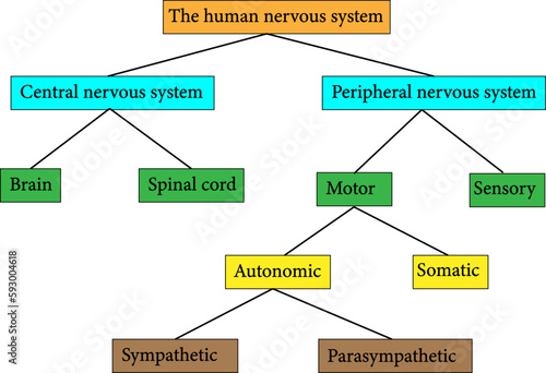 A simple diagram demonstrating the organization of the human nervous system.