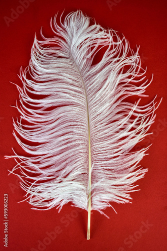 White ostrich feather on a red background.

