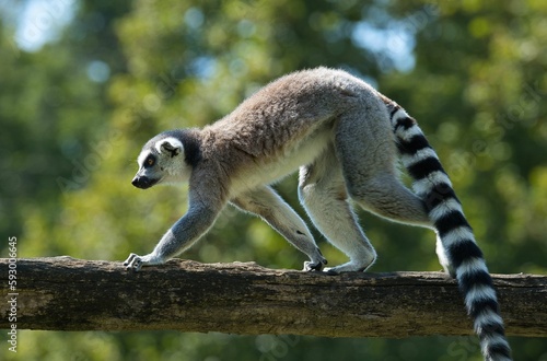 Closeup of a cute Ring-Tailed Lemur walking on a wood branch at the zoo