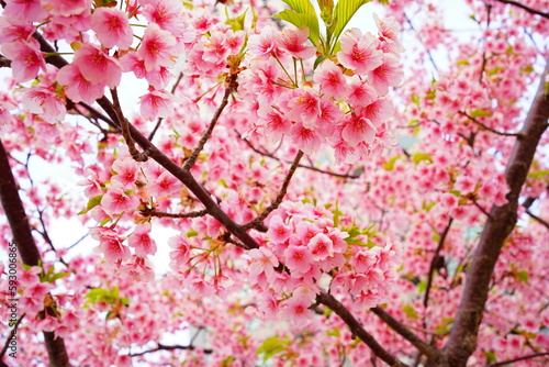 Kawazu Cherry Blossoms, Japanese Sakura blooming in early Spring - ピンク 河津桜 春の花 