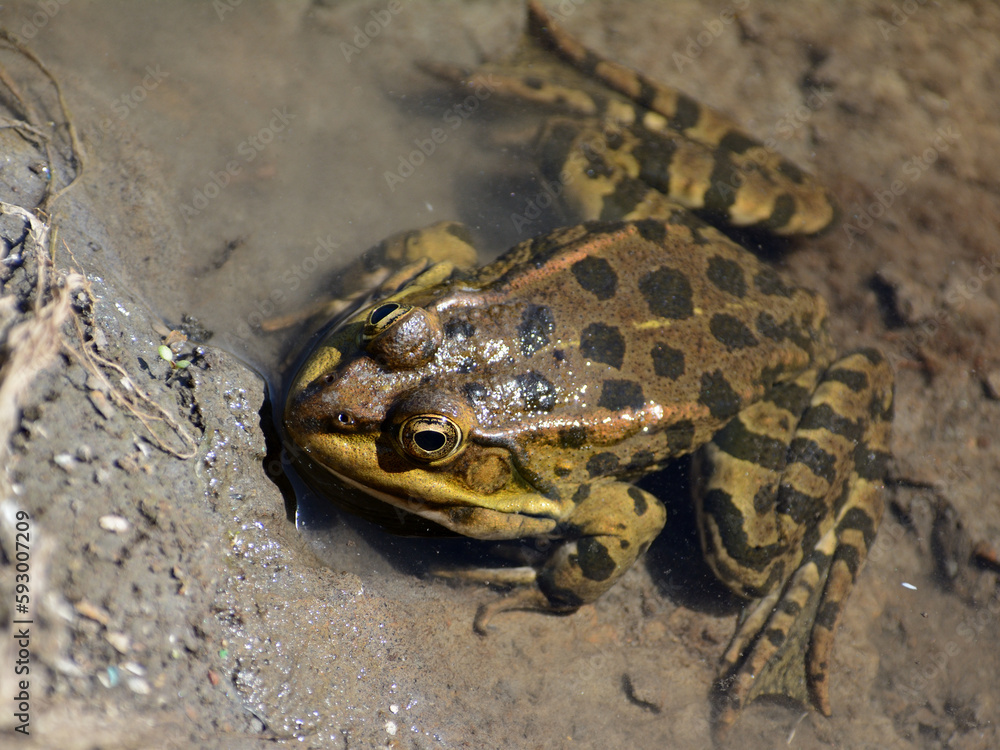 Obraz premium frog in the water