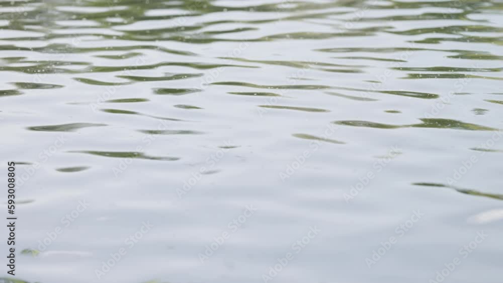 SLow motion closeup shot of pond water surface SLow motion closeup shot of pond water surface