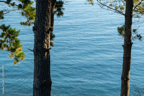 Coniferous trees with pinecones growing on trunk onbackground of sea photo