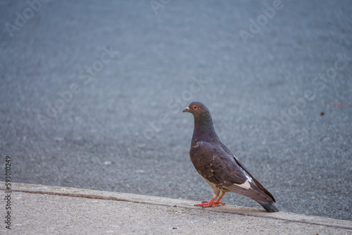 Pigeon on asphalt street