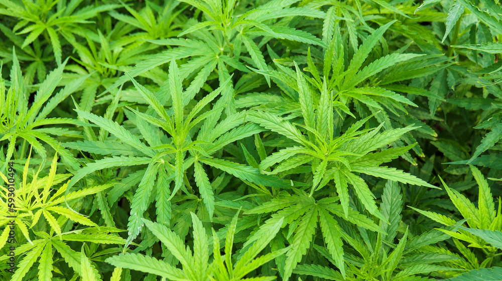 Close up view of green marijuana trees Close up view of green marijuana trees