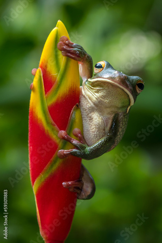 The white-lipped tree frog (Nyctimystes infrafrenatus) is a species of frog in the subfamily Pelodryadinae