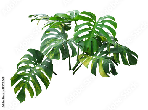 Monstera, philodendron leaves tropical plant evergreen vine isolated on white background, clipping path include