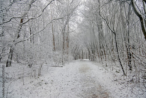 Snowing in the forest in winter in the Netherlands photo