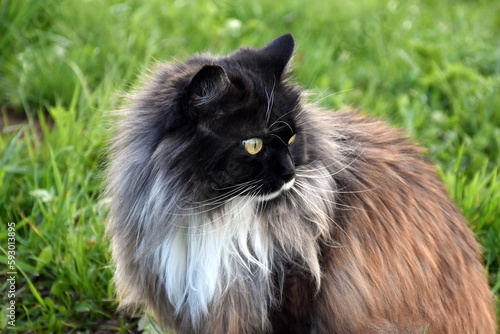 Niedliche langhaarige Katze auf einer Wiese photo