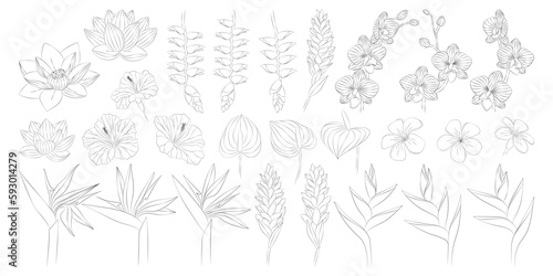 Tropical flowers set. Alpinia, anthurium, frangipani, lotus, heliconia, hibiscus, orchid, strelitzia. Vector botanical illustration, contour graphic drawing.