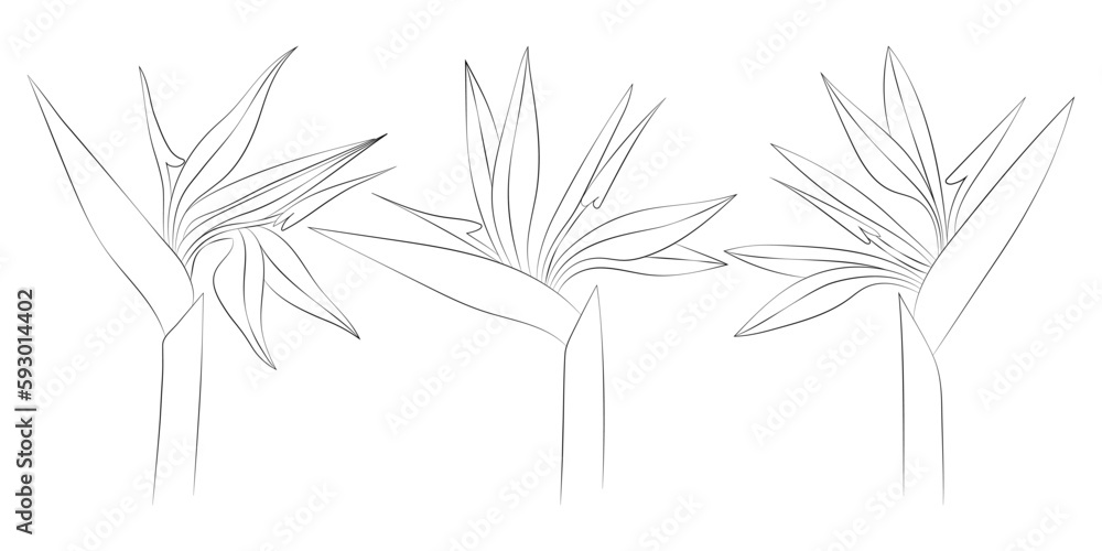 Strelitzia tropical flowers set. Vector botanical illustration, contour graphic drawing.