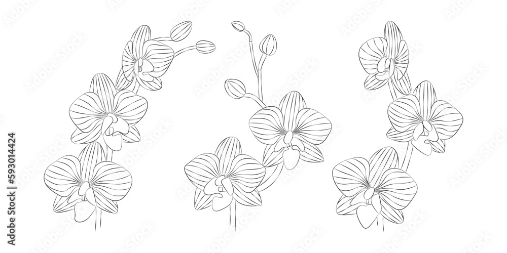 Orchid tropical flowers set. Vector botanical illustration, contour graphic drawing.
