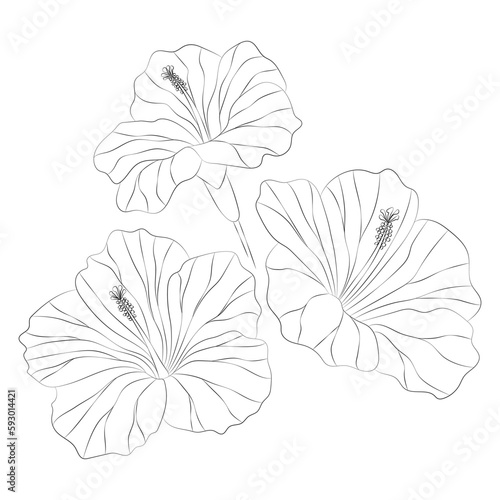 Hibiscus tropical flowers set. Vector botanical illustration, contour graphic drawing.