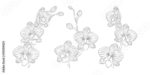 Orchid tropical flowers set. Vector botanical illustration, contour graphic drawing.